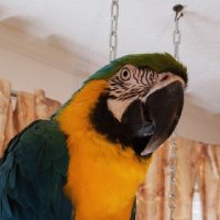 🇺🇸⚡🙏🏻BigMaMoo🙏🏻⚡🇺🇸 (@patm196118) 's Twitter Profile