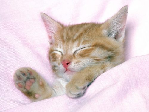 just love cats