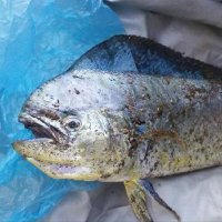 Kelebias & Friends Fishing (@kelebiasf) 's Twitter Profile