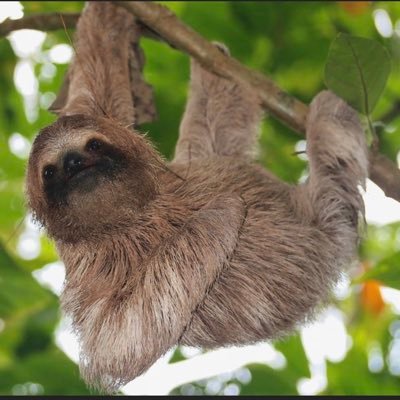 Bicho_Preguica1's profile picture. I am real, just using my voice incognito. In my former life I was a Professor, of medical microbiology, in the U.K. but now retired and living in Brazil.