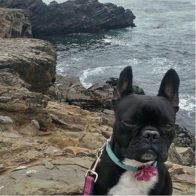 ❤️my family👨‍👩‍👧‍👦, my pets🐶🐈🐦 and my country. I am my dog's emotional support human #rescuedog #resist 🌊🌊🇺🇦💙💛 tonks.the.frenchie (IG)