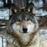 johnabdielcede3's profile picture. Un lobo domésticado