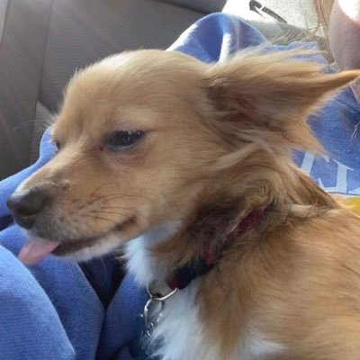 Profile Picture of Sam  💛 💛 (taylor’s Version) (@sam_cal19) on Twitter
