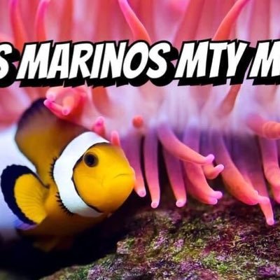 MarinosSin's profile picture. Acuario Marino🐠🐡. Síguenos 🔔 para que no te pierdas los mejores temas de nuestros seguidores. Aquí Retuiteamos todo sobre #ACUARIOFILIA