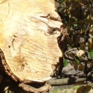 アイコンは金沢城玉泉院丸庭園で見つけた人面木。ヘッダーは金沢市俵大池。北陸FIT県（福井石川富山）中心に記録。