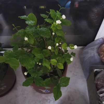 rhjs1L7ZpGgvCbv's profile picture. 男35 175 70 14