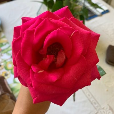 thaistaahsoares's profile picture. 