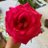 thaistaahsoares's profile image