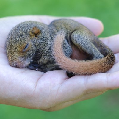 We are a 501(c)(3) nonprofit committed to providing wildlife rehabilitation, education, sanctuary, and humane treatment for squirrels.