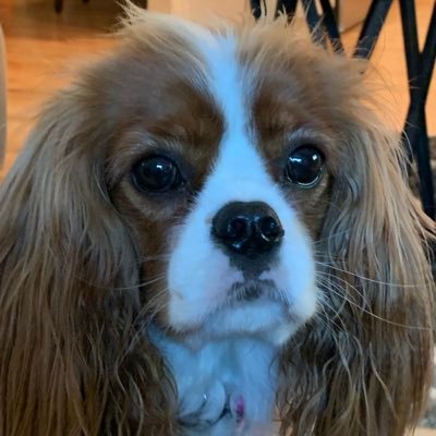 CookieOlder's profile picture. Retired public servant. Faithfully serving Florida Police Chiefs. Lioness Momma to my special child. Believer. Not on your best day.