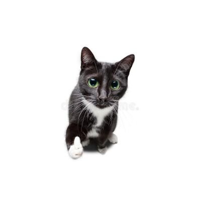 Taart🐱さんのプロフィール画像