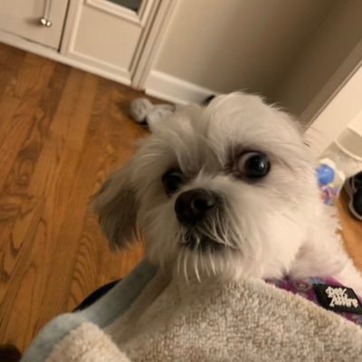 Brickerii's profile picture. 