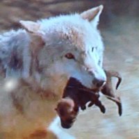 StandForWolves🐺 Ⓥ(@MesMitch) 's Twitter Profile Photo