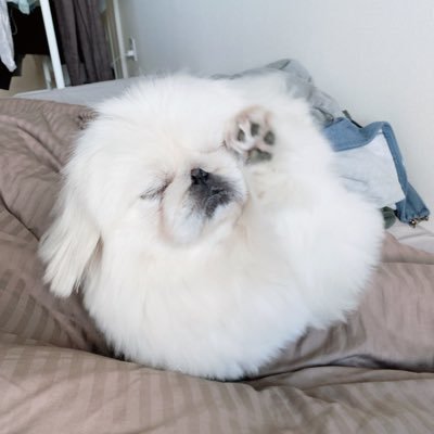 北の大地で生きる犬 はんぺん Hampen18 Twitter 北の大地で生きる犬 はんぺん Hampen18 Twitter