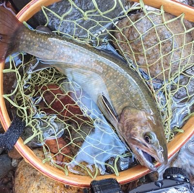 長野県在住、釣り(フライ&ルアー)、ゴルフ、ラン、お酒を愛するオジサンの釣りアカ😄そろそろ目覚めの時🔥