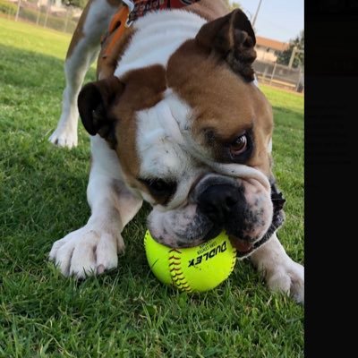 BurbankSoftball's profile picture. Come out and support the 2013, 2014 and 2015 Pacific League Champions! Thanks for following!