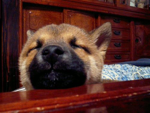 ウメガイ ユウスケ Umegeeee Twitter