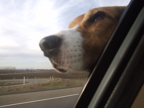 BeagleTweet's profile picture. 