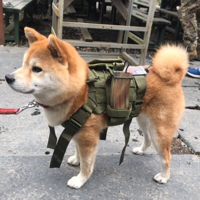 choco_doughnut2's profile picture. 匿名アカ、音楽、社会保障医療介護福祉、プロレス、ランニング、自然・人文地理、地域全般
