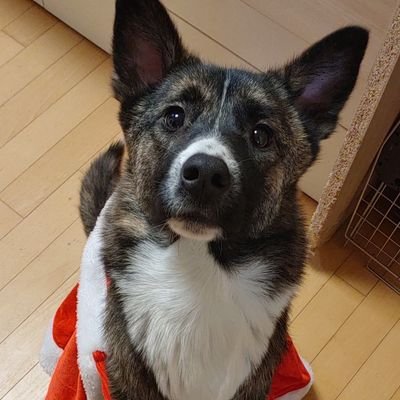 김콜라さんのプロフィール画像