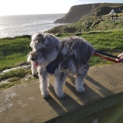 Monty and Haggis, fun loving miniature schnauzers. Interested in food, walks,  food,  family and food. All views personal. #ZSHQ #SchnauzerGang #dogsontwitter