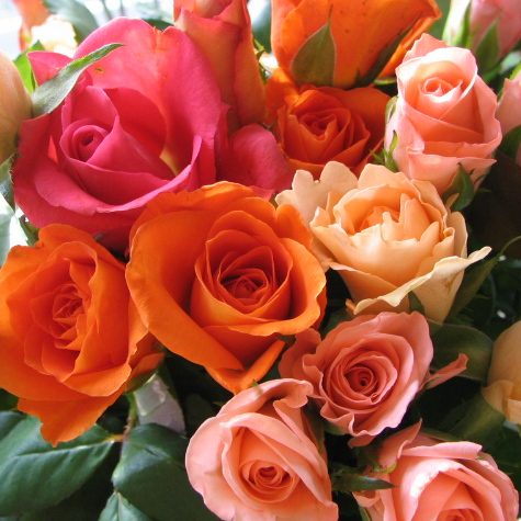 アイビーベリー Ivyberry Flower Twitter
