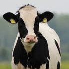 CowRhys's profile picture. I love Gaming -Inspired by @AGamingBeaver