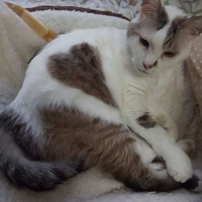 kyonyanlove's profile picture. 音楽と動物が好きです。
音楽のジャンルは2020年よりクラシックが加わりました。日本の音楽の未来は明るいと確信することに。Cateen角野隼斗という素晴らしい才能を見つけられた2020年！疫病に家族の不幸…でも悪いことばかりではなかったと思える音楽の力🎹💕🎵