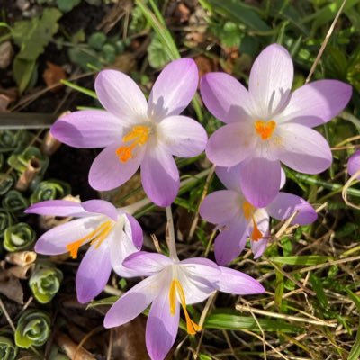 pruecrosoer's profile picture. 