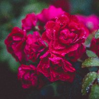 erfan.gh (@irani313e) 's Twitter Profile