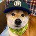 サンタロス (@sunsunshiba) Twitter profile photo サンタロス (@sunsunshiba) Twitter profile photo