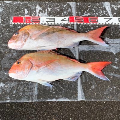 主に鯛ラバとジギングの釣行をしてます。 宜しくお願い致します。