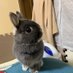 @fund_maple
