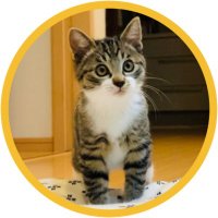 テレフォン猫⭐︎ テレフォン猫⭐︎ Amazon.co.jp: ZENIX DESIGN TECH iPhone13 用