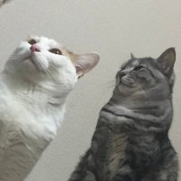 あずきなこ (@nocatnolife914) Twitter profile photo