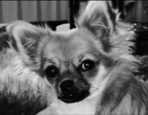 PoshPawsHotel's profile picture. The Area's Premier Pet Hotel for Dogs and Cats, offering Five Star Luxury accommodation for your furry pal.