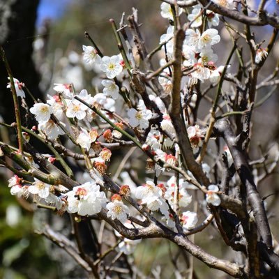 学園大生や受験(入学)予定の方に向けての情報発信アカウントです。 大学当局とは関係なく一学生の立場、視点で発信しています。公式の見解、情報はホームページ、ジープラス、LMS等でご確認ください。 ご質問、ご意見がある場合は下記リンクまたはDMでお願いいたします。