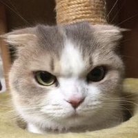 Ωμαργαδω αω (@1_5707) 's Twitter Profile Photo Ωμαργαδω αω (@1_5707) 's Twitter Profile Photo