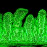 The GUT CLUB Profile