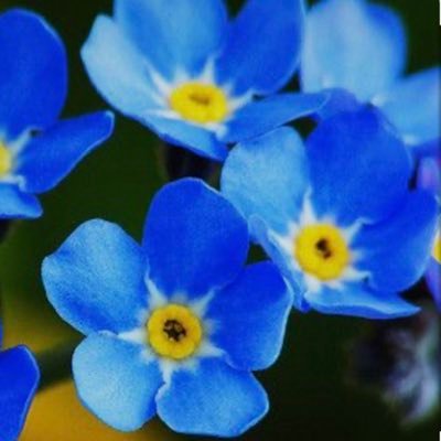 dementiasquad's profile picture. FHFT Frimley Park , Wexham Park, and Heatherwood Hospital