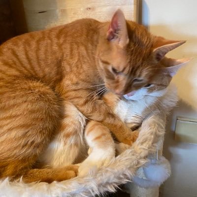 ClaireSlaney1's profile picture. Faith, Family, Country, Crazy Cat Lady