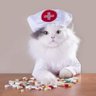 psycho__cats's profile picture. мемы.
ничего не пропагандируем.
вообще.
мы тут исключительно ради юмора