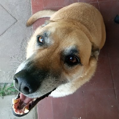 PZConte's profile picture. 