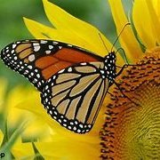 AmandaParsley's profile picture. Norfolk born & bred.  Living the dream right now