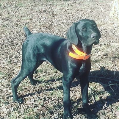 We're a small kennel in southwest Missouri specializing in raising German Shorthair Pointers for hunting and for great family pets. Follow us back please!!