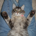 Dae Kim - @bodybydae - Twitter