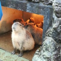 ナタリー🐤 (@1amnatalie3) 's Twitter Profile