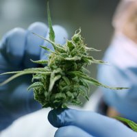 Imperial College Medical Cannabis Research Group (@imperialmcrg) 's Twitter Profile Photo Imperial College Medical Cannabis Research Group (@imperialmcrg) 's Twitter Profile Photo