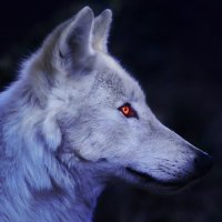 Neemo (@neemor6) 's Twitter Profile