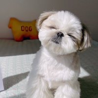 シーズーうに🐶🥔 (@uniuniuni0127) 's Twitter Profile